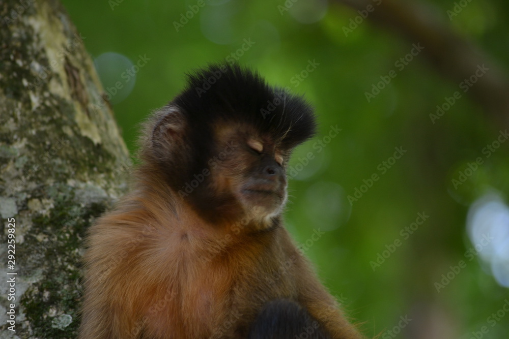 Fototapeta premium monkey with eyes closed
