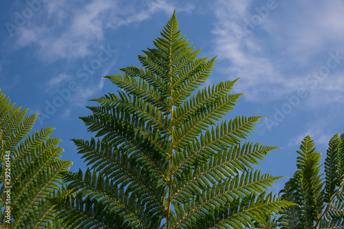 Intricate fern fronds against a blue sky