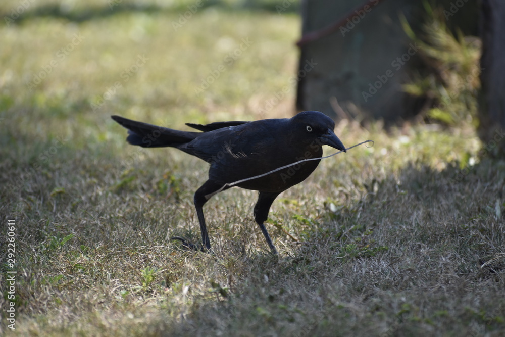 Fototapeta premium Pajaro recolectando varas para hacer su nido