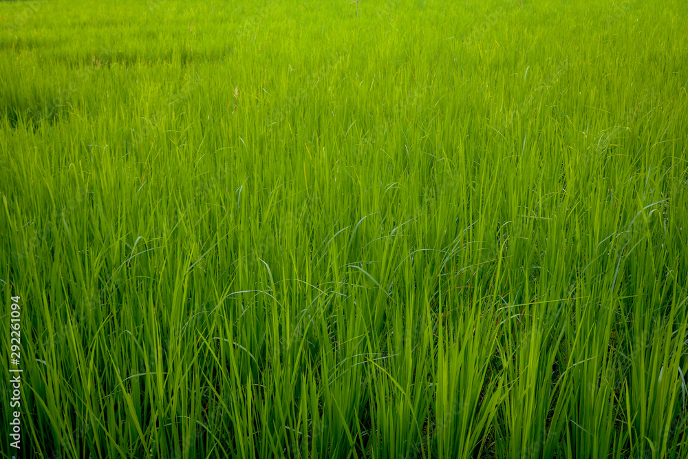 green wheat field of grass