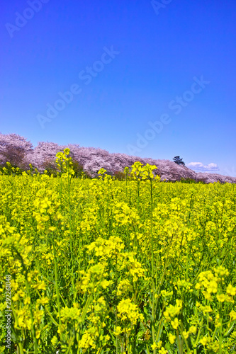 埼玉県幸手市の満開の桜が咲く幸手権現堂堤の景色
