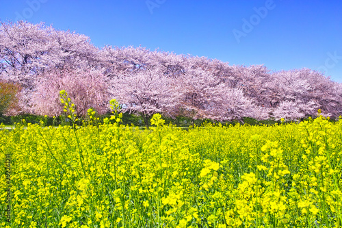 埼玉県幸手市の満開の桜が咲く幸手権現堂堤の景色