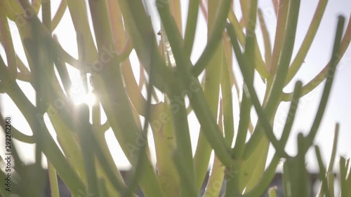 slow motion fire plants plant cactus photo