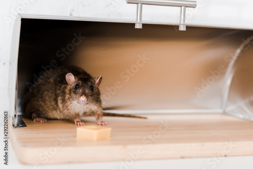 selective focus of little mouse in bread box near cube of cheese in kitchen