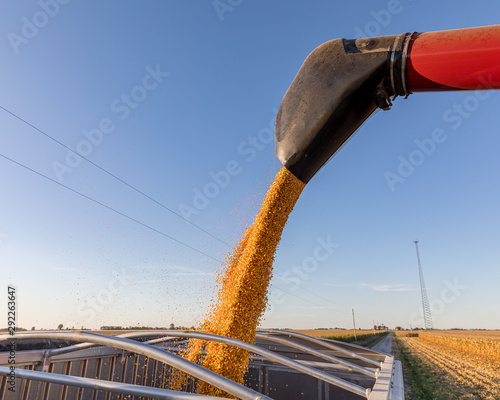 Closeup of combine harvester auger unloading harvested corn kernels into grain truck parked on road by farm field. Sunny fall evening as 2019 harvest season begins late in Central Illinois