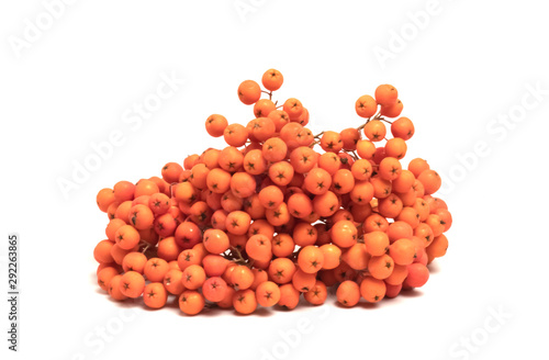 rowan berry on a white background