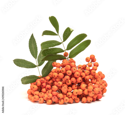 rowan berry on a white background