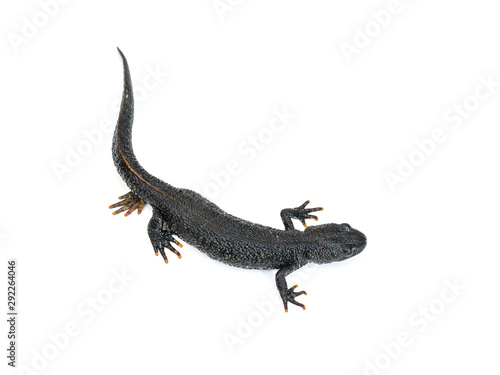 Black Triton lizard with tucked leg isolated on white background. The view from the top.