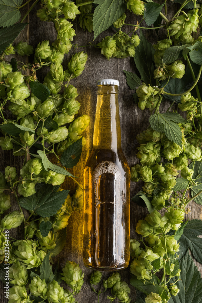 top view of beer in bottle in green hop on wooden background