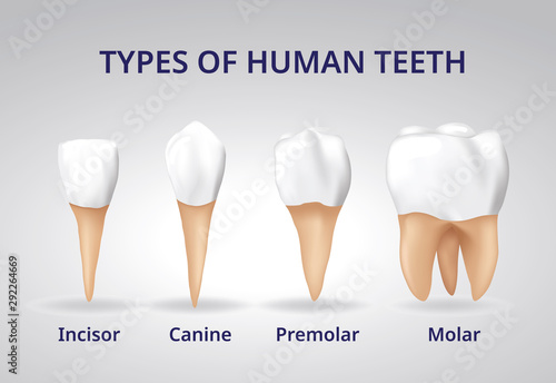 Types of Human Teeth, Human bone anatomy, 3D Realistic design vector. photo