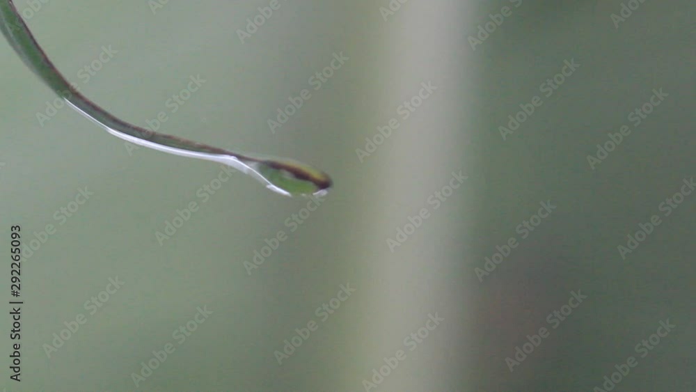 Natural water droplets flowing on leaves Natural water droplets flowing on leaves