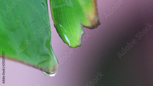 Natural water droplets flowing on leaves