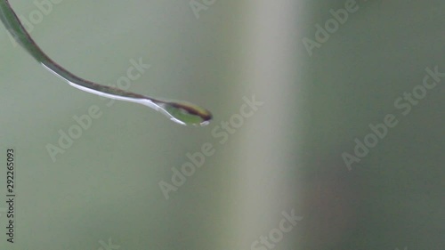 Natural water droplets flowing on leaves