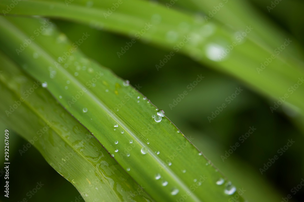 Scenery of leaves with dew after rain and nature images Scenery of leaves with dew after rain and nature images