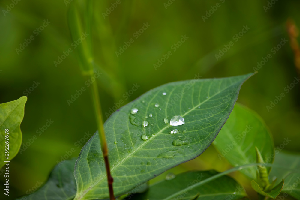 Scenery of leaves with dew after rain and nature images Scenery of leaves with dew after rain and nature images
