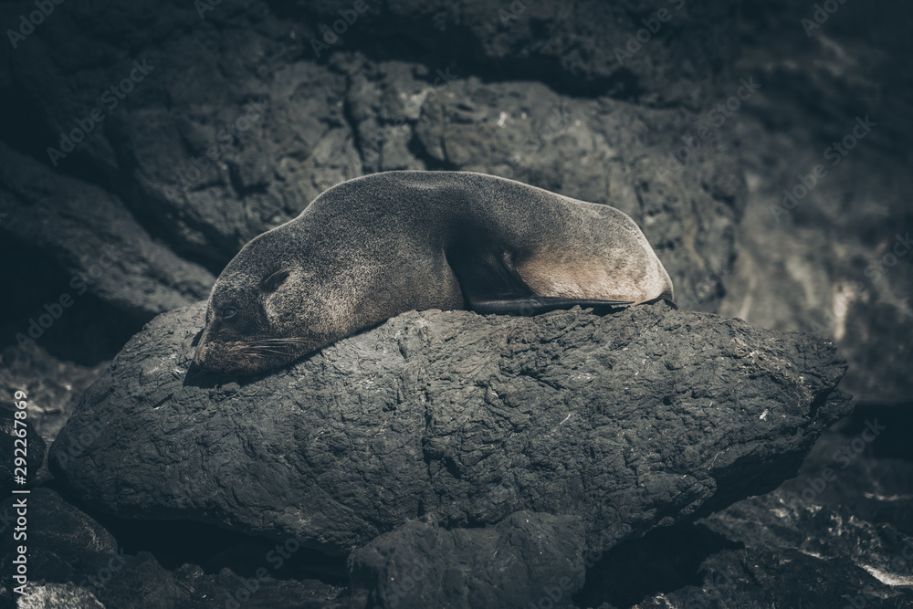 Fototapeta premium Sea Lion on a rock, new zealand
