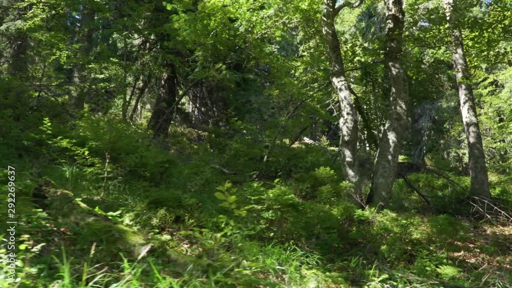 Beautiful old forest left unimpeded by people, gimbal Beautiful old forest left unimpeded by people, gimbal