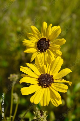Yellow flowers black center isolated black eyed susan green grass blue sky bright sun spring
