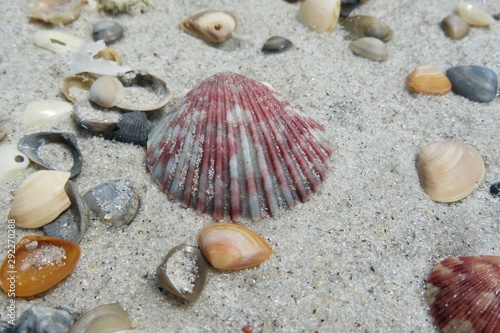 Seashells on sand background in Atlantic coast of North Florida