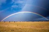 rainbow over field of cows in Nevada
