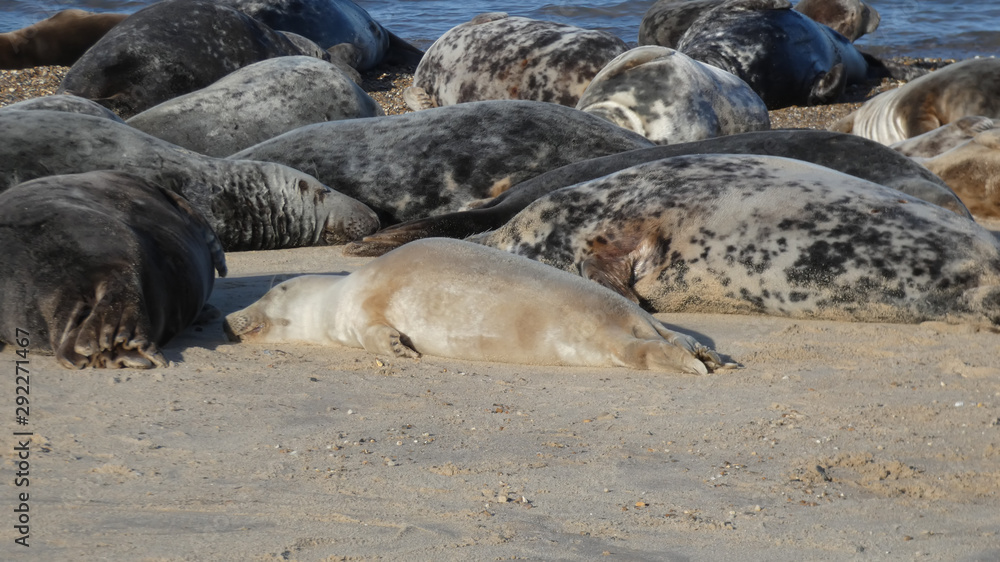Fototapeta premium Grey Seal Calf just been born at Horsey Bay beach in Norfolk England