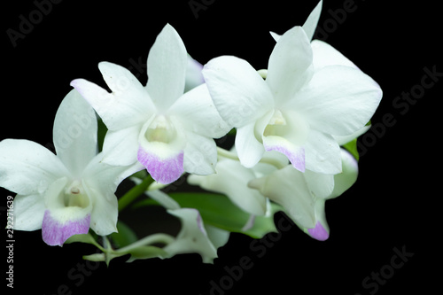 White orchids and black backgrounds. © Napatsorn