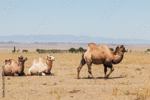 Fototapeta Naklejka Na Ścianę i Meble -  Bactrian camels (Camelus bactrianus) in Kazakhstan