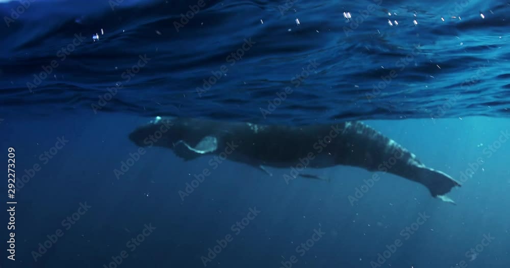 Humpback Whales in Tonga. Under Water with these beautiful majestic Creatures 2 Humpback Whales in Tonga. Under Water with these beautiful majestic Creatures 2