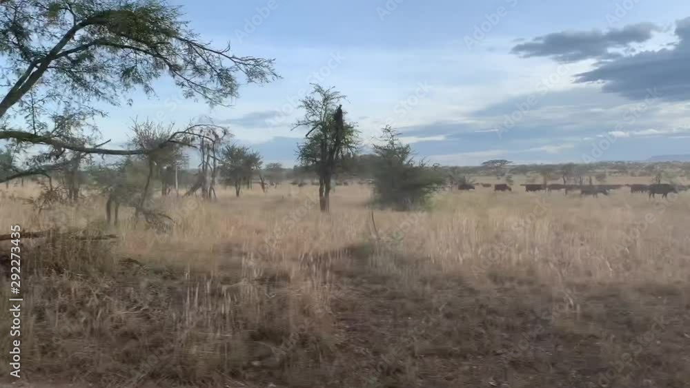 Wildlife Buffalo herd walk through the Tarangire National park, Tanzania, Africa. View from the car of beautiful safari landscape in the morning. Wildlife Buffalo herd walk through the Tarangire National park, Tanzania, Africa. View from the car of beautiful safari landscape in the morning.