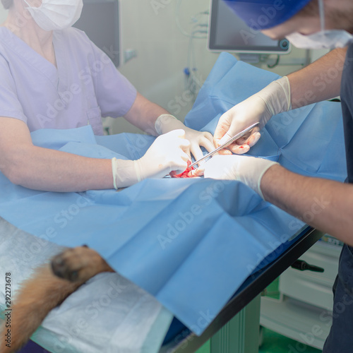 Sterilization of dog on surgical table under general anesthesia and veterinary surgeons. Veterinarian perform dog neutering surgery.Close up of veterinarian or doctor doing surgery in the clinic.