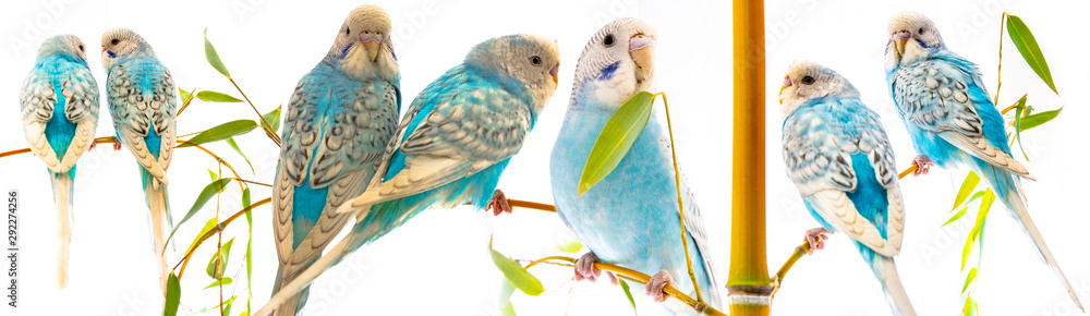 Fototapeta premium little blue wavy parrots on white background isolated