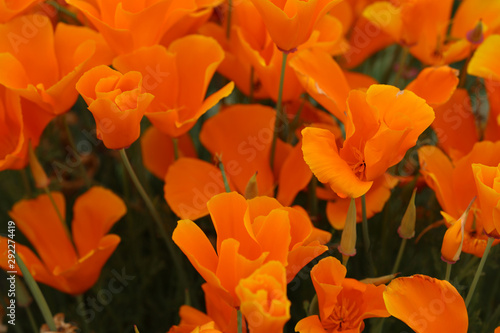 Mohn Kalifornischer Mohn orangene Blüte photo