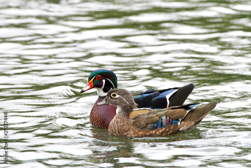Male and female wood ducks, swimming in a pond with light reflecting. The wood duck or Carolina duck is a species of perching duck and is one of the most colorful North American waterfowl
