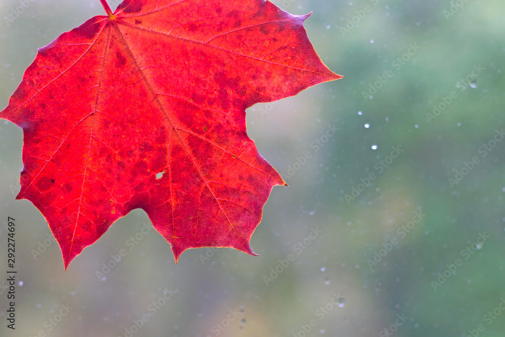 Colorful autumn maple leaf stuck to the window pane in the rain Colorful autumn maple leaf stuck to the window pane in the rain