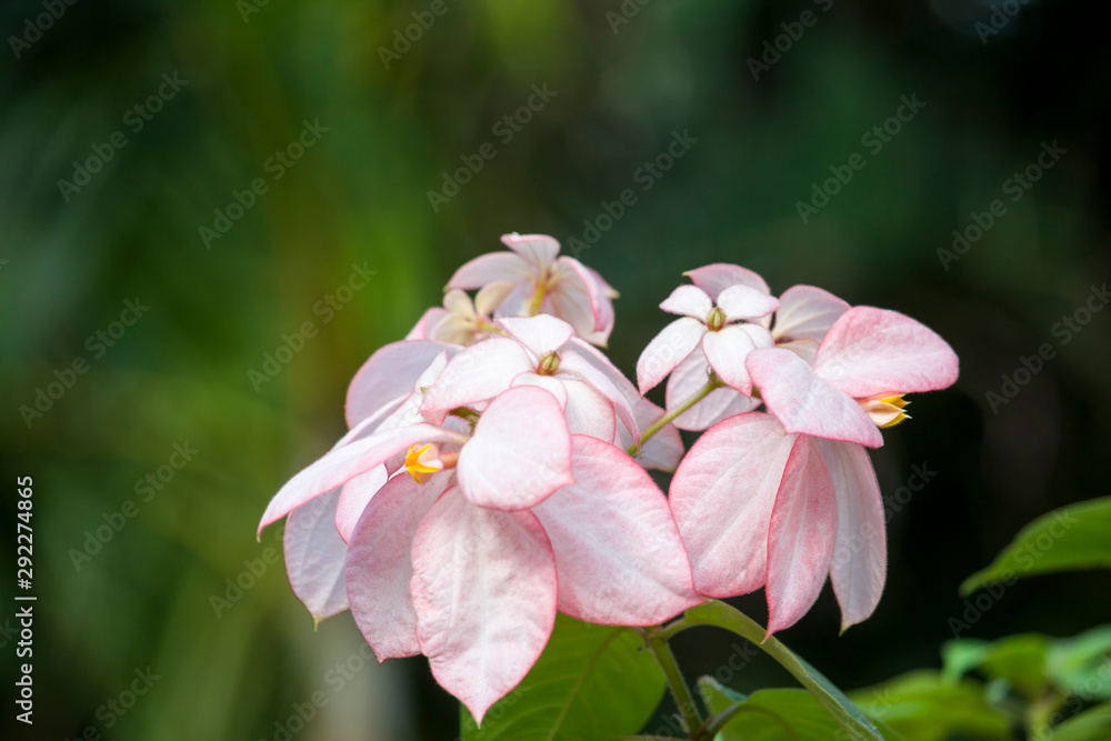 Fototapeta premium Blooming Pink Flower 