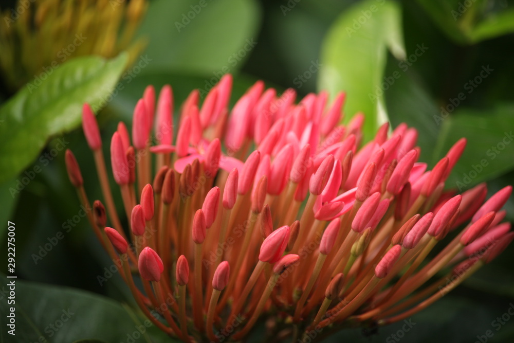 Photo of Red Ixora Flower Meadow blooming in the Garden Photo of Red Ixora Flower Meadow blooming in the Garden