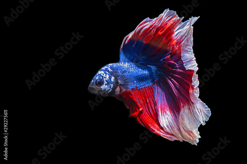 Betta, Siamese fighting fish on a black background.