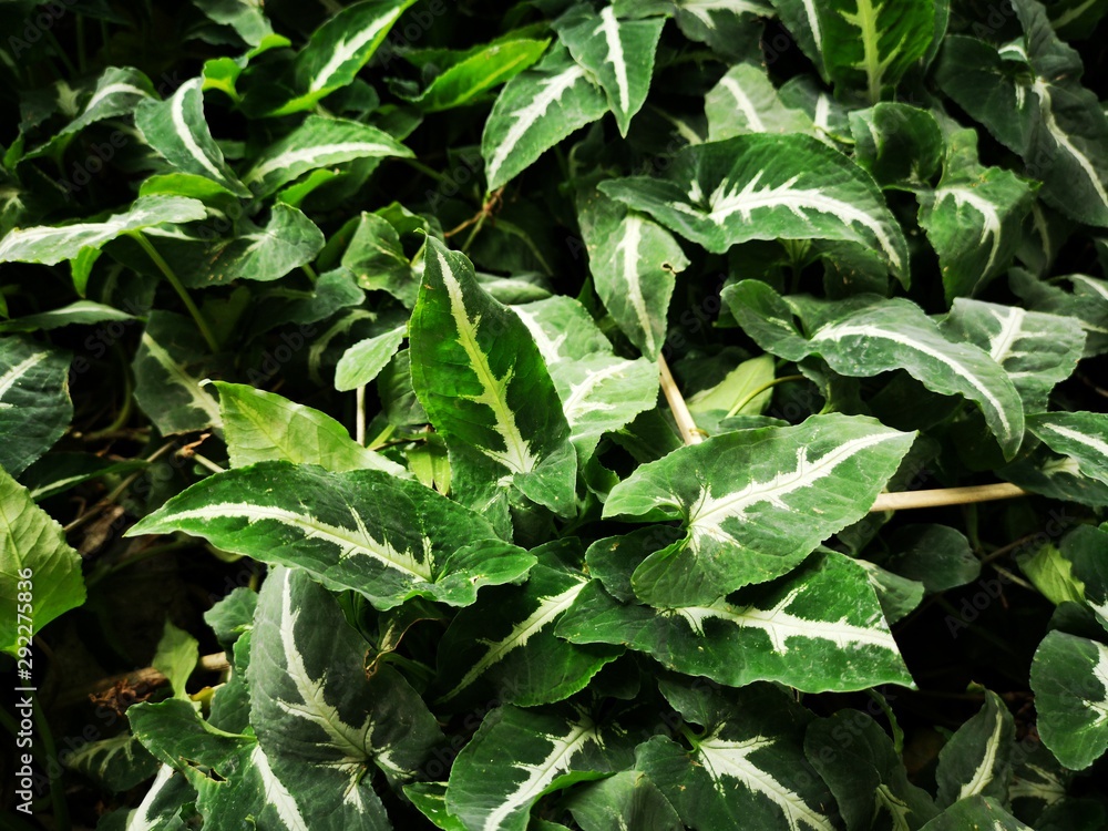 green plant in the garden