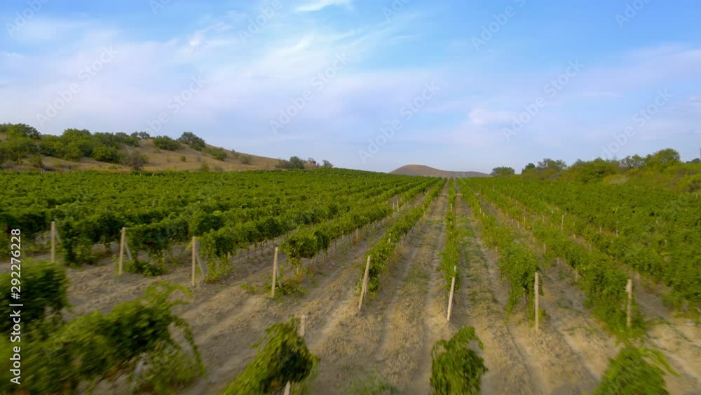 Flying over grape fields, Aerial Flying over grape fields, Aerial