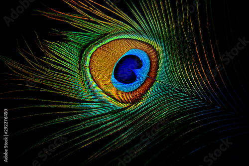 Photo peacock feather on black background