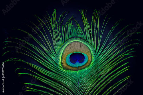 peacock feather on black background