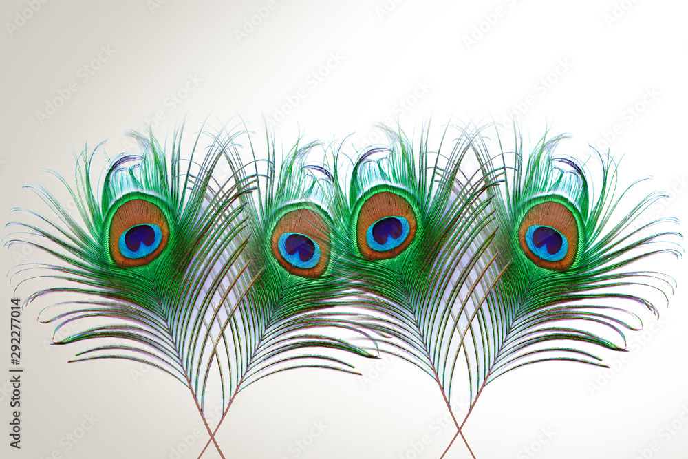 Obraz premium peacock feather isolated on white background with copy space