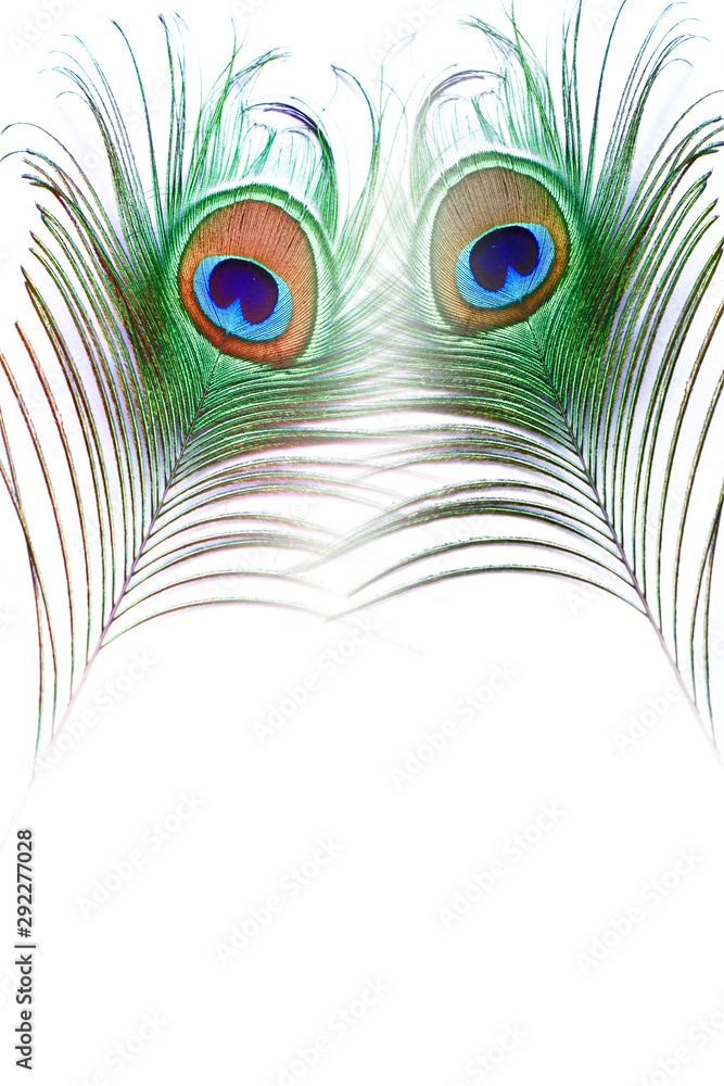 Obraz premium peacock feather isolated on white background