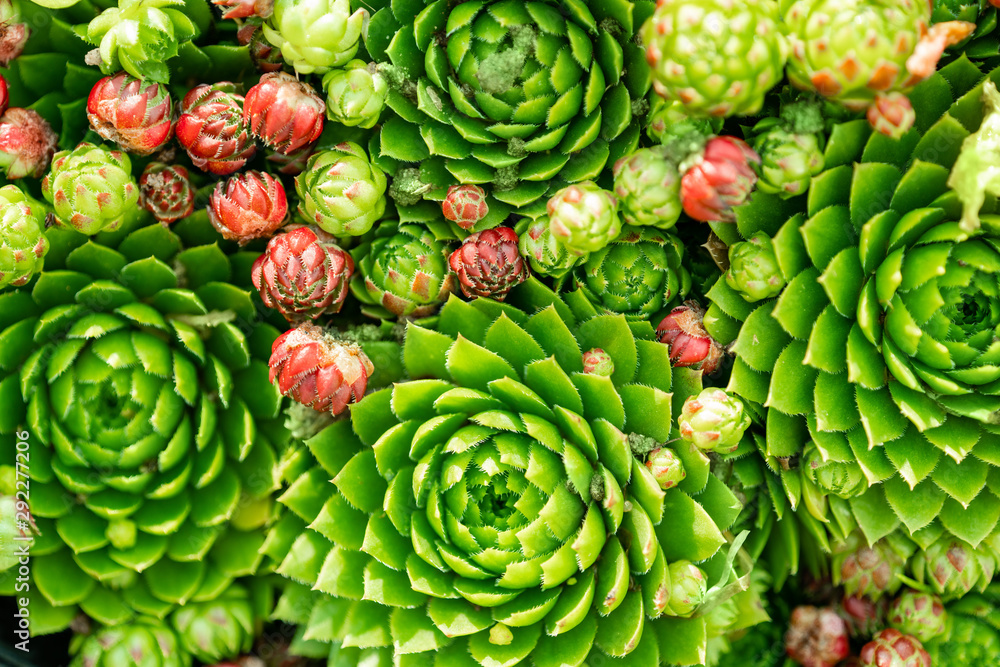 Top view. Collection of succulents in pots. Minimalistic home interior with composition of cactus and succulents . Stylish concept of home garden. Top view. Collection of succulents in pots. Minimalistic home interior with composition of cactus and succulents . Stylish concept of home garden.