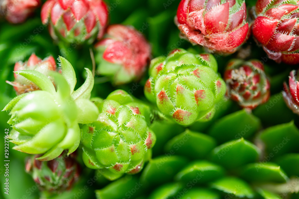 Top view. Collection of succulents in pots. Minimalistic home interior with composition of cactus and succulents . Stylish concept of home garden. Top view. Collection of succulents in pots. Minimalistic home interior with composition of cactus and succulents . Stylish concept of home garden.