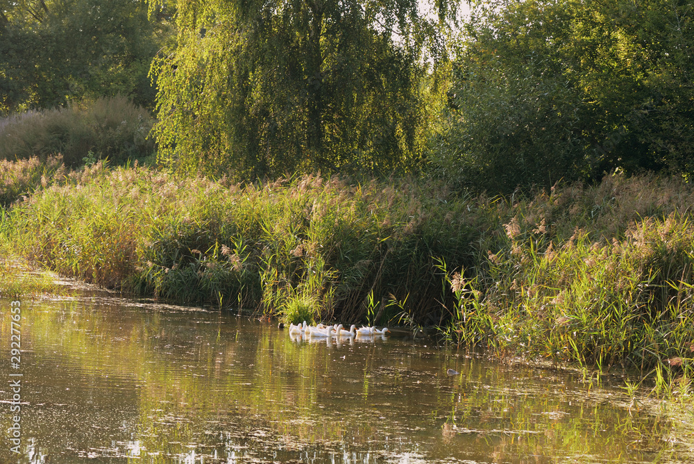 An old pond overgrown with duckweed is lit by the sun on a summer evening. Natural background An old pond overgrown with duckweed is lit by the sun on a summer evening. Natural background