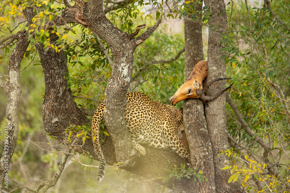 Obraz premium A large dominant male leopard feeding on an impala kill up in a tree