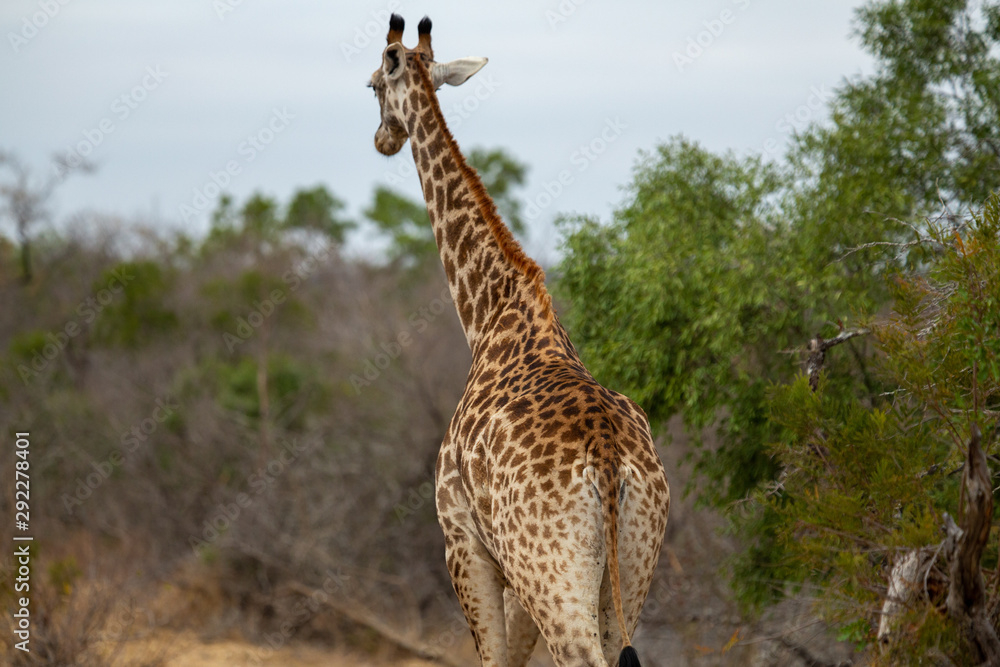 Obraz premium Male Giraffe on a cloudy afternoon