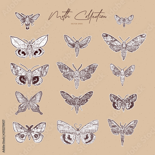 Moth collection, hand draw sketch vector.