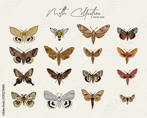Moth collection, hand draw sketch vector.